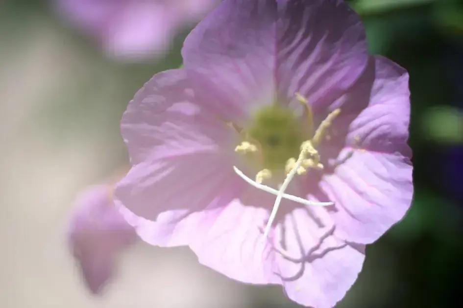 Premium factors: motor power, modifications and usage